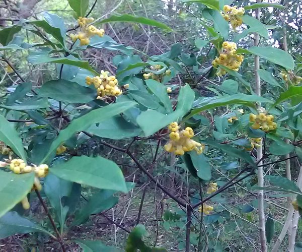 Rough-fruit Pittosporum