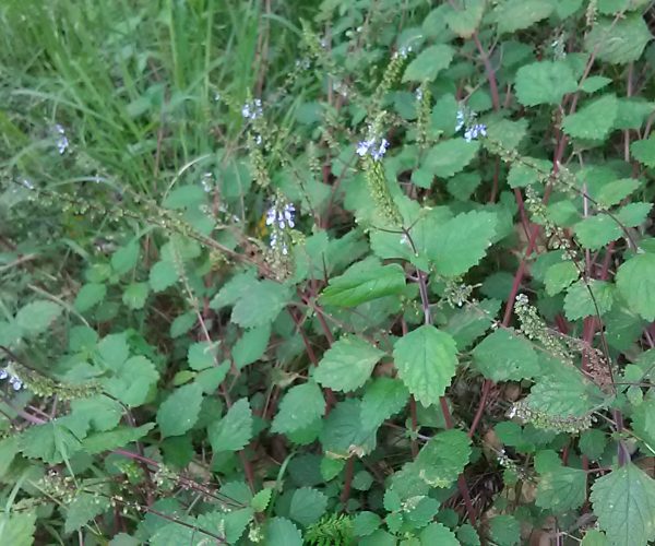 Cockspur Flower