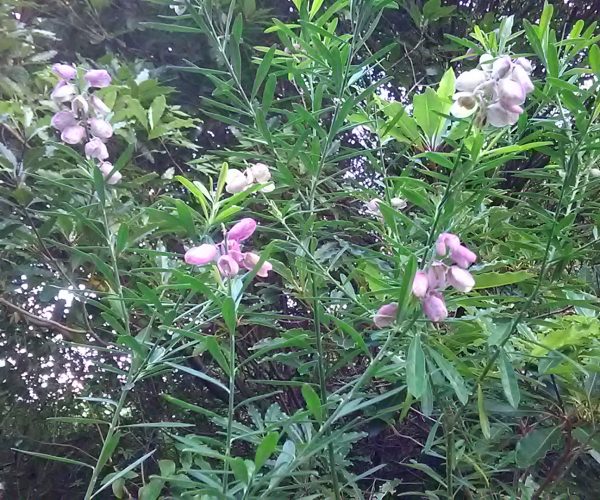 Myrtle-leaf Milkwort