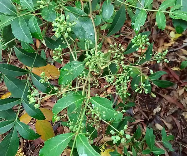 Elderberry Panax