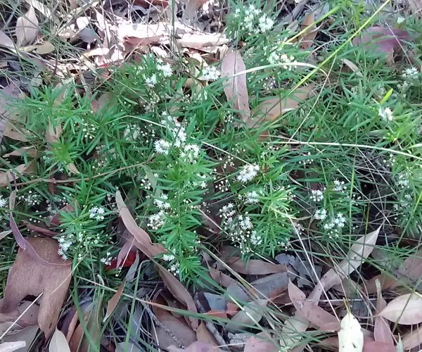Asparagus Fern