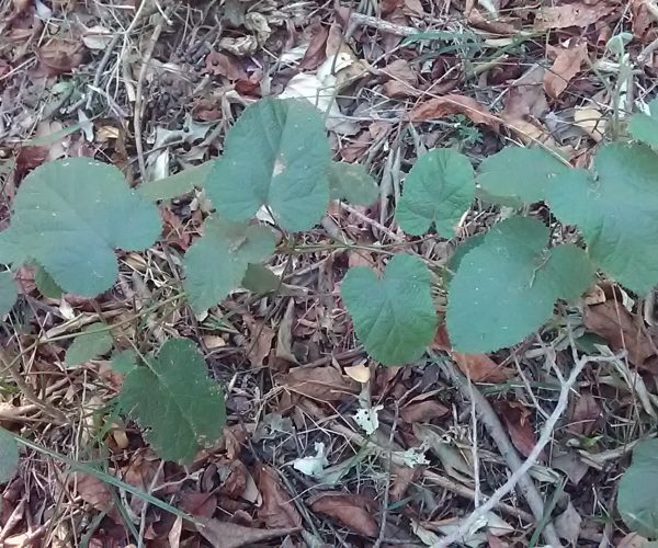 Broad Leaf Bramble