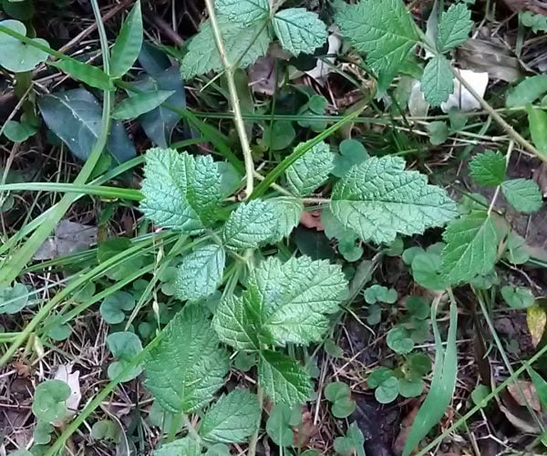 Native Raspberry