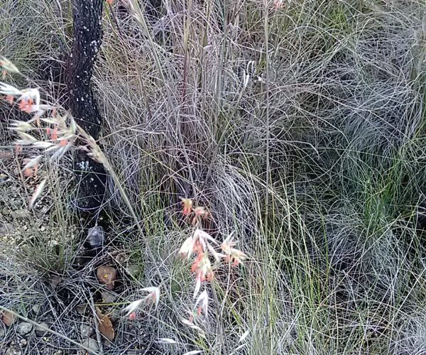 Red-Anther Wallaby Grass