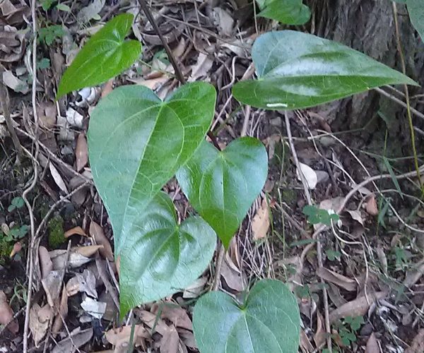 Pearl Vine