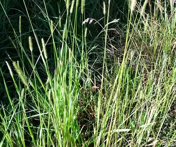 Pigeon Grass