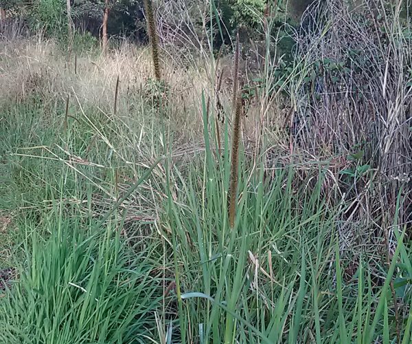 South African Pigeon Grass