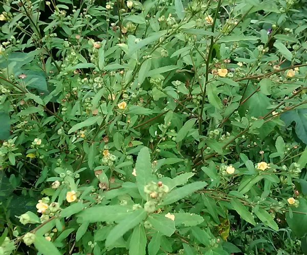 Paddy’s Lucerne