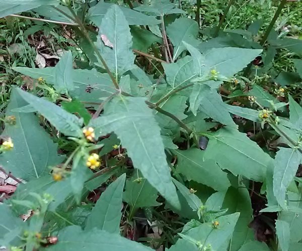 Indian Weed