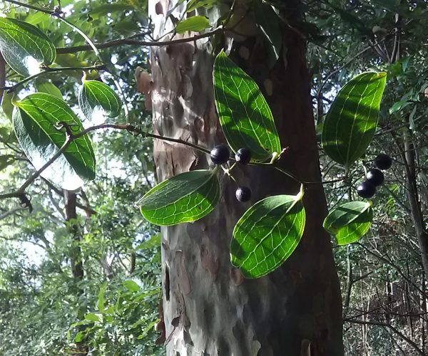 Austral Sarsparilla