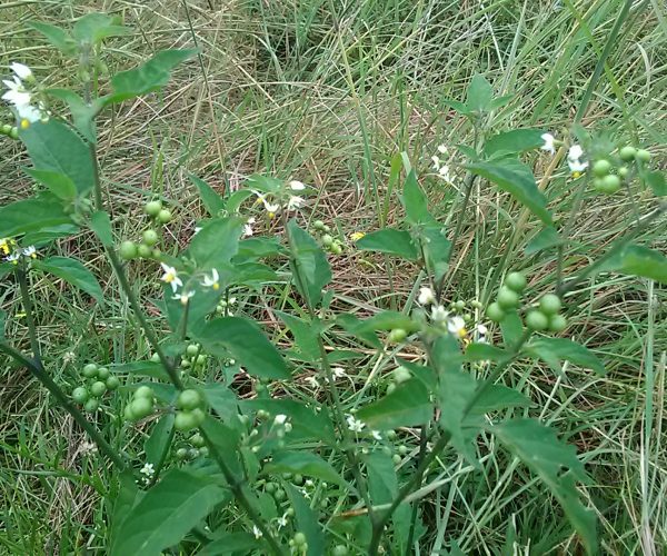 Blackberry Nightshade