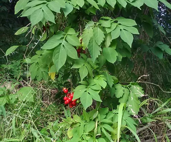 Brazilian Nightshade
