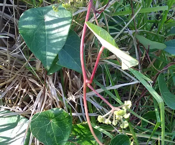 Snake Vine