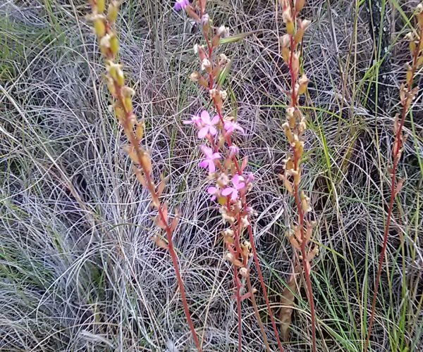 Trigger Plant