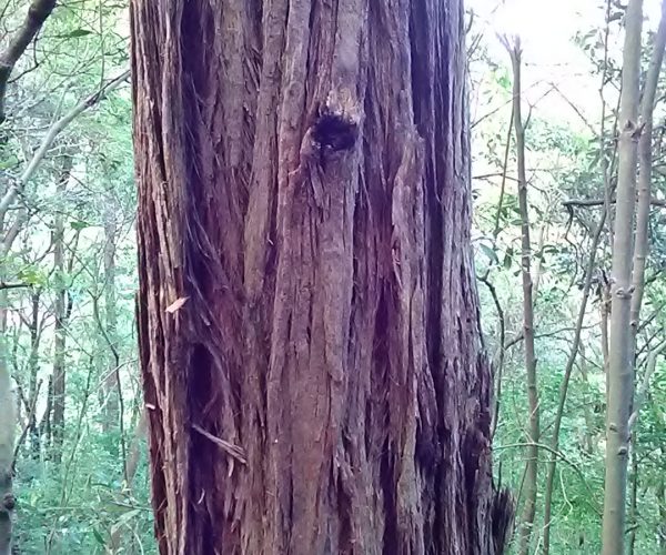 Turpentine