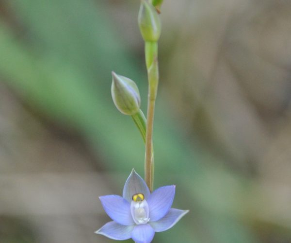 Sun Orchid
