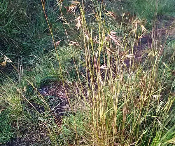 Kangaroo Grass