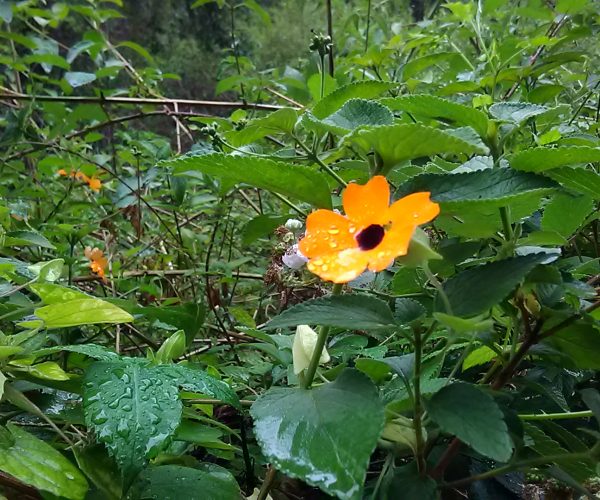 Black-eyed Susan