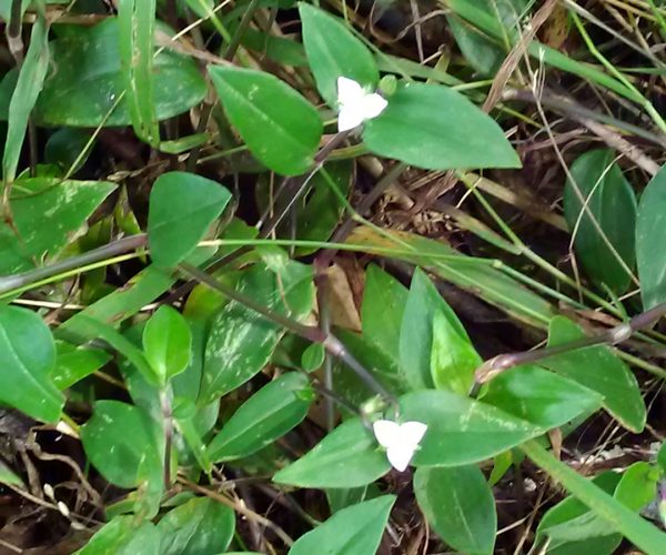 Wandering Jew