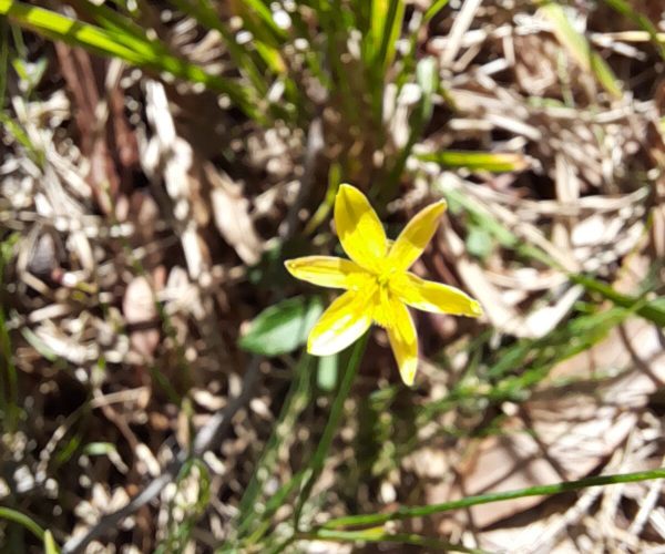 Yellow Rush Lily