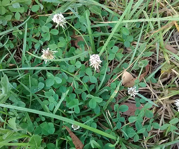 White Clover