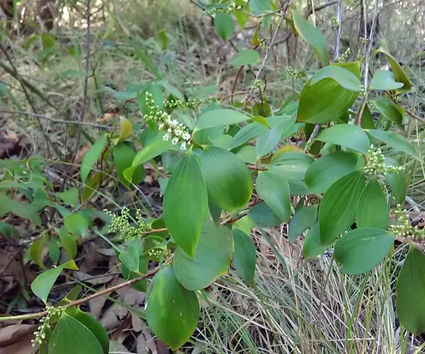 Tree Heath