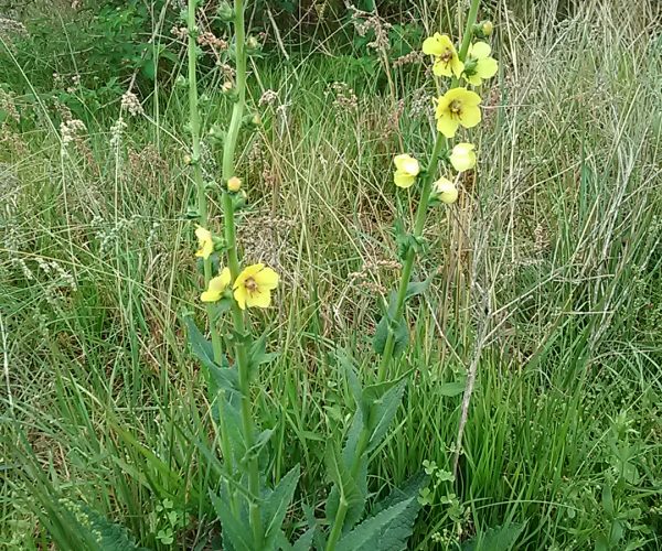Hoary Mullein