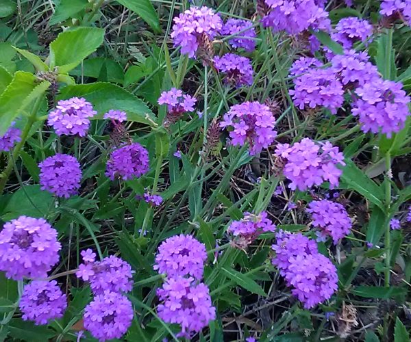Verbena