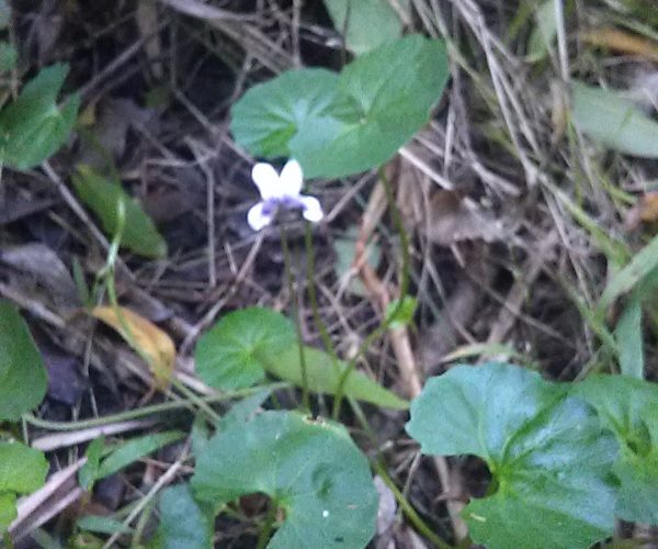 Native Violet