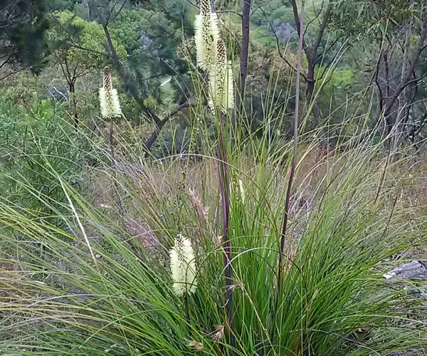 Bottlebrush Grass Tree