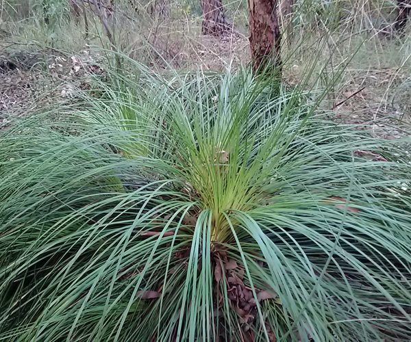 Grass Tree